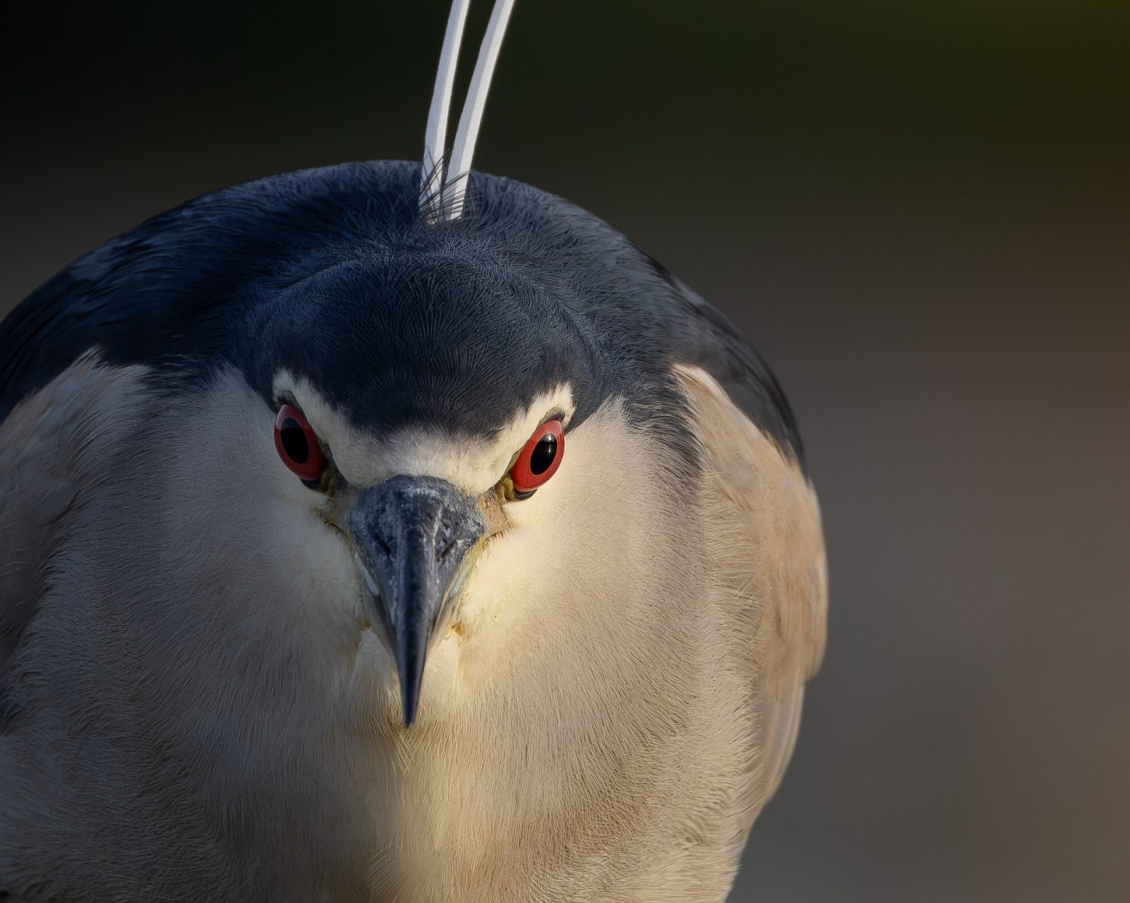 Fotografare l'avifauna del Circeo - workshop di fotografia naturalistica con Chiara Talia e K'Nature