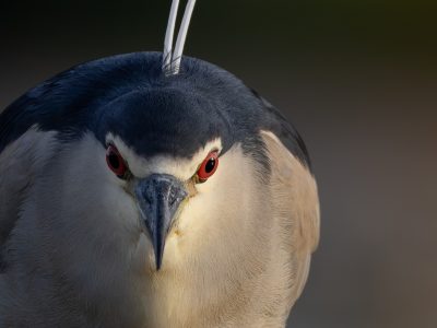 Fotografare l'avifauna del Circeo - workshop di fotografia naturalistica con Chiara Talia e K'Nature